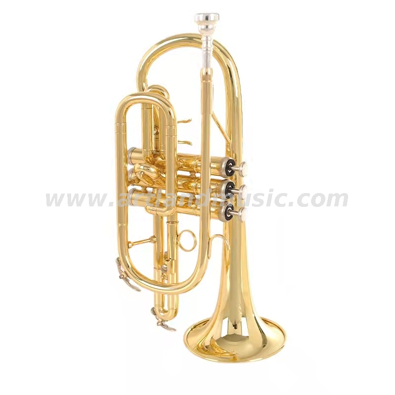Glod Lackkornett ACR8356G