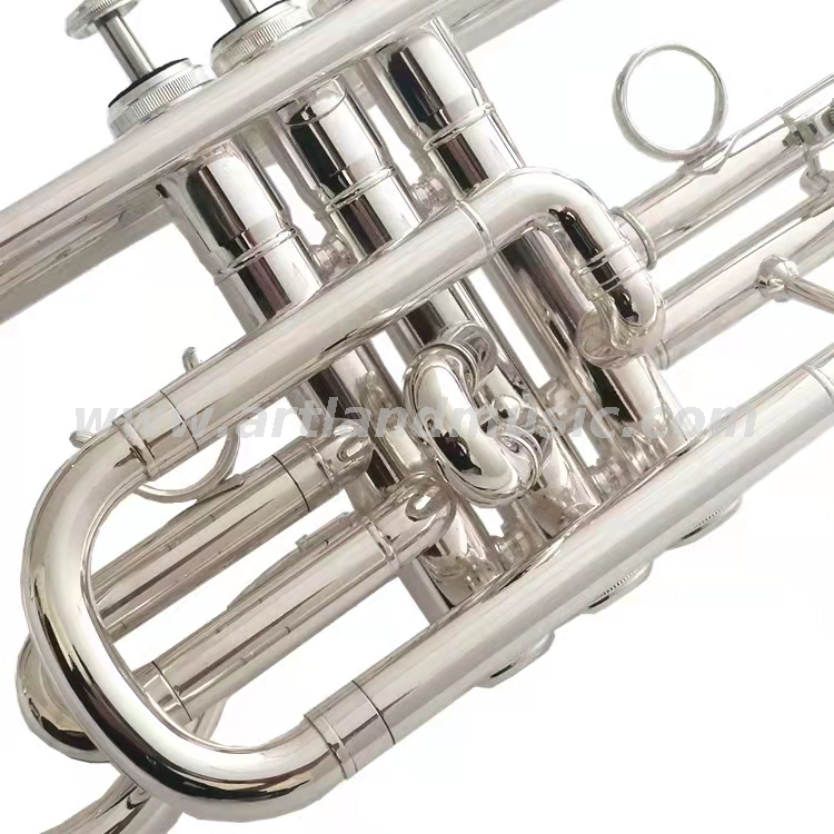 Glod Lackkornett ACR8356G